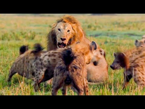 Best Lion Moments: Part 1 | Top 5 | BBC Earth
