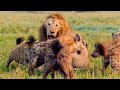 Best Lion Moments Part 1 Top 5 BBC Earth