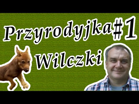 Przyrodyjka #1 Wilczki