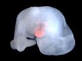 Chimera The First Human Pig Hybrid Created In A Lab