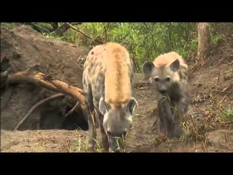 Dec 15 WildEarth Sunrise Safari ft Hyena Fight