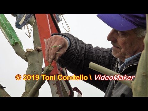 L'orto sull'albero, melanzane e pomodori 2019 - by ToniCondello2
