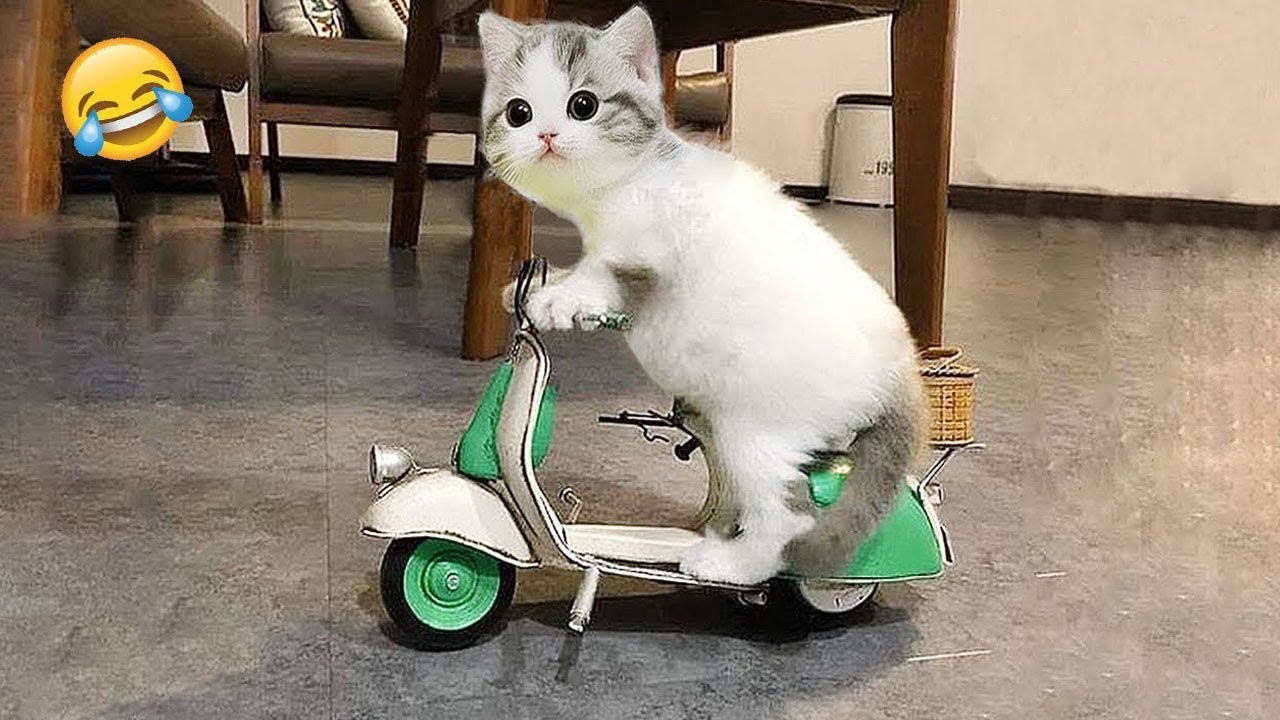 You won’t stop laughing at these hilarious animals 😂