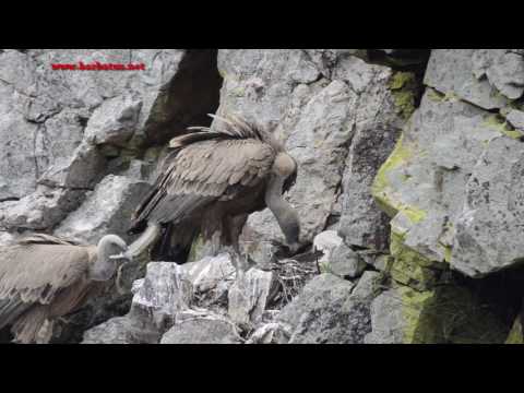 Buitre leonado ( Gyps fulvus ) Griffon vulture