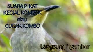 Download lagu Audio pikat kecial kombok ampuh 100% mp3 Download lagu Audio pikat kecial kombok ampuh 100% mp3