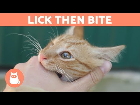 YouTube video about: Why does my cat lick my eyelashes?