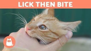 Why does my cat LICK ME and then BITE ME? 🐱 (Strange Behavior EXPLAINED)