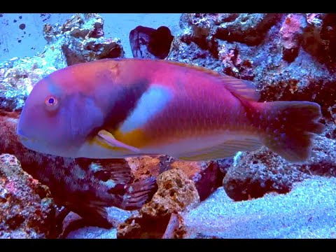 イラ　Azurio tuskfish,Scarbreast tuskfin　Choerodon azurio