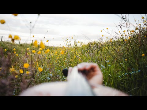 Shetland fiddle tunes in the Orkney wildflowers