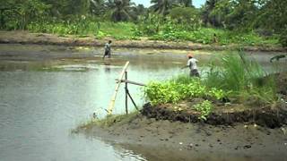 preview picture of video 'First prawns and fish from organic pond number one.'