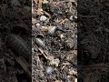 How to Get Rid of Rolly Pollies (Check what I use in COMMENT) #shorts #gardening #organicgardening