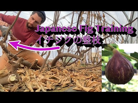Japanese Fig Training for Cold Hardy Figs