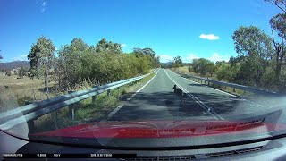 faze tari aproape loveste un cangur