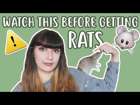 💡🐀 20 THINGS YOU SHOULD KNOW BEFORE OWNING RATS 🐀💡