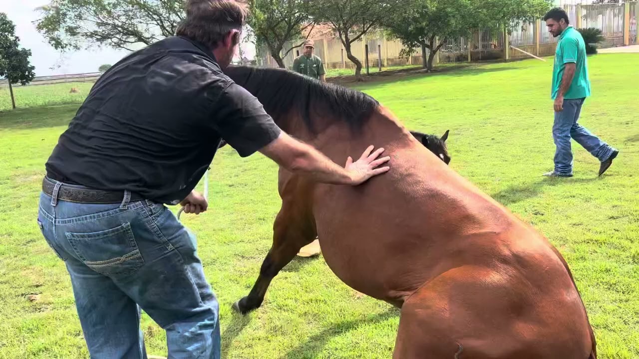 Cavalo Deitou Mesmo! Incrível Esse Domador Dr. Vinicius Custódio!