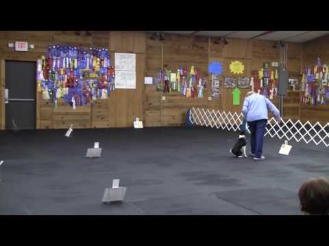 Basenji Competing in AKC Novice Rally