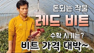 겨울 비트 가격이 대박 ,레드비트 수확시기는 ? 돈되는 농사 귀농귀촌