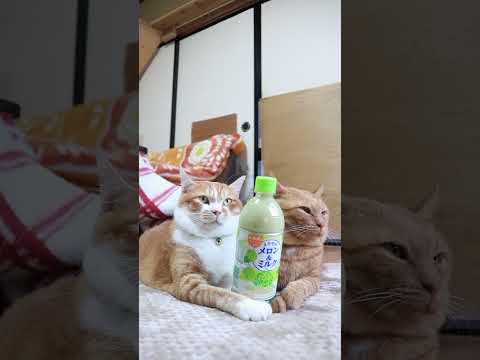 youtube-動物記事1970/01/01 09:00:00