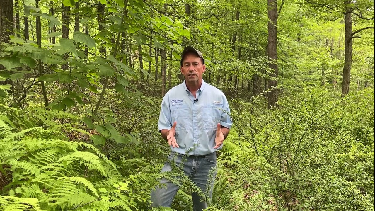 What Are Competing and Invasive Forest Plants?