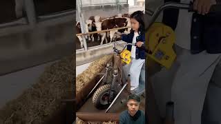 Download lagu Cows eat grass⁉️ mp3