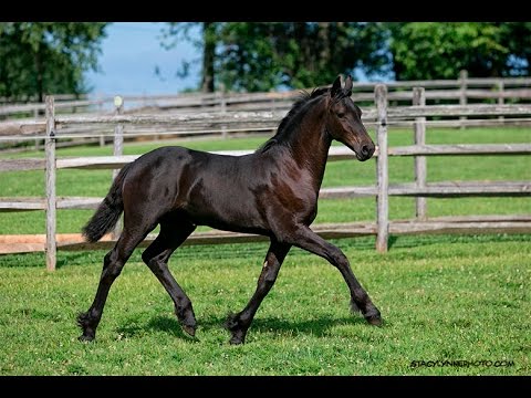 Zia ISF - 2015 Teade 392 Friesian Filly - SOLD!