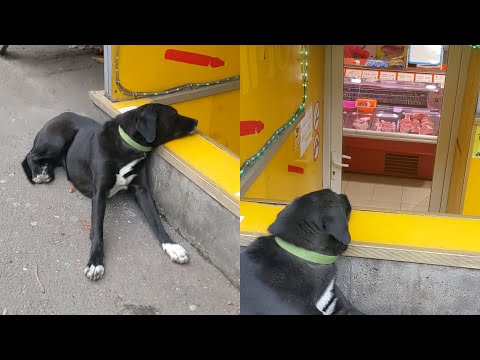 Dog Found Staring At Butcher With Fresh Meat