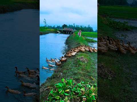 Bramble duck #shorts