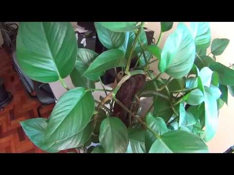 園芸 登るフィロデンドロン、ハートリーフフィロデンドロン