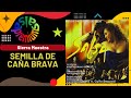 🔥SEMILLA DE CAÑA BRAVA por SIERRA MAESTRA - Salsa Premium