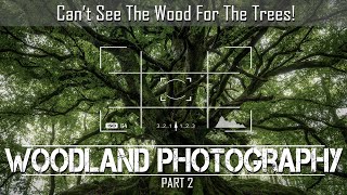 Woodland Photography - Can't See The Wood For The Trees. Part 2