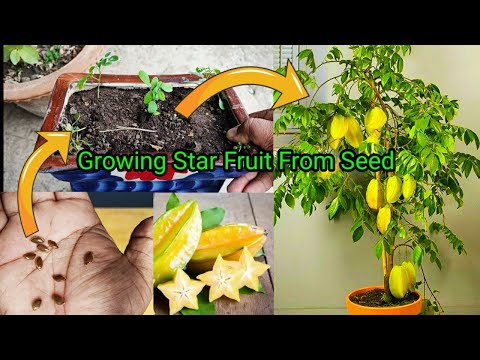 How to grow Star Fruit in Pot | From Seed To Harvest. Full 2 Year's Updates