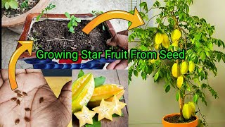 How to grow Star Fruit in Pot | From Seed To Harvest. Full 2 Year