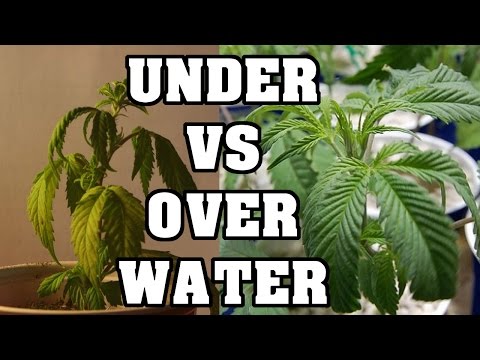 image-How do you tell if Underwatering vs overwatering?