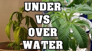 Over Watering and Under Watering Cannabis