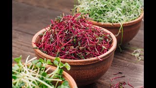 The Microgreens Show | Episode 6