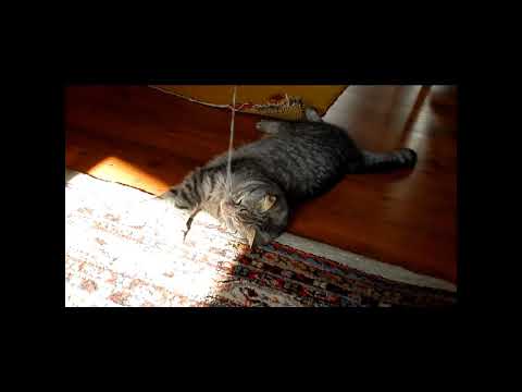 How to be your cat's slave