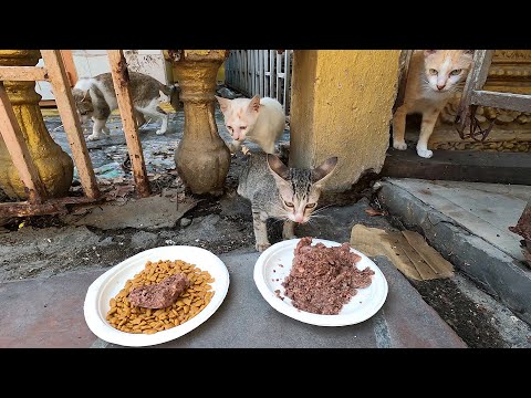 The stay cats Living without food will suffer from human malnutrition