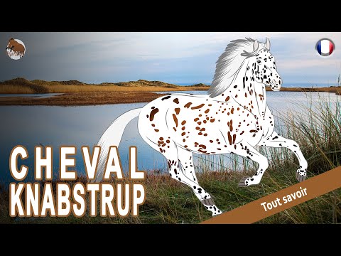 , title : 'CHEVAL KNABSTRUP, un des rares chevaux tachetés d'Europe, RACES DE CHEVAUX'