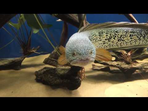 Barca in a monster tank