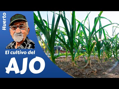 , title : 'AJOS: COMO SEMBRAR Y CULTIVAR AJOS. GROWING GARLIC, L´AIL'