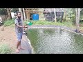 Thilapiya Fish Artificial Pond