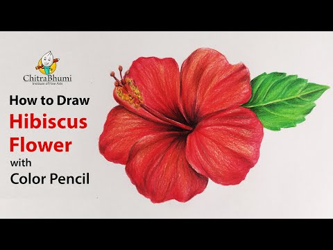 How To Draw Hibiscus Flower