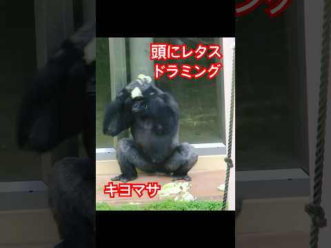 Kiyomasa lettuce video thumbnail