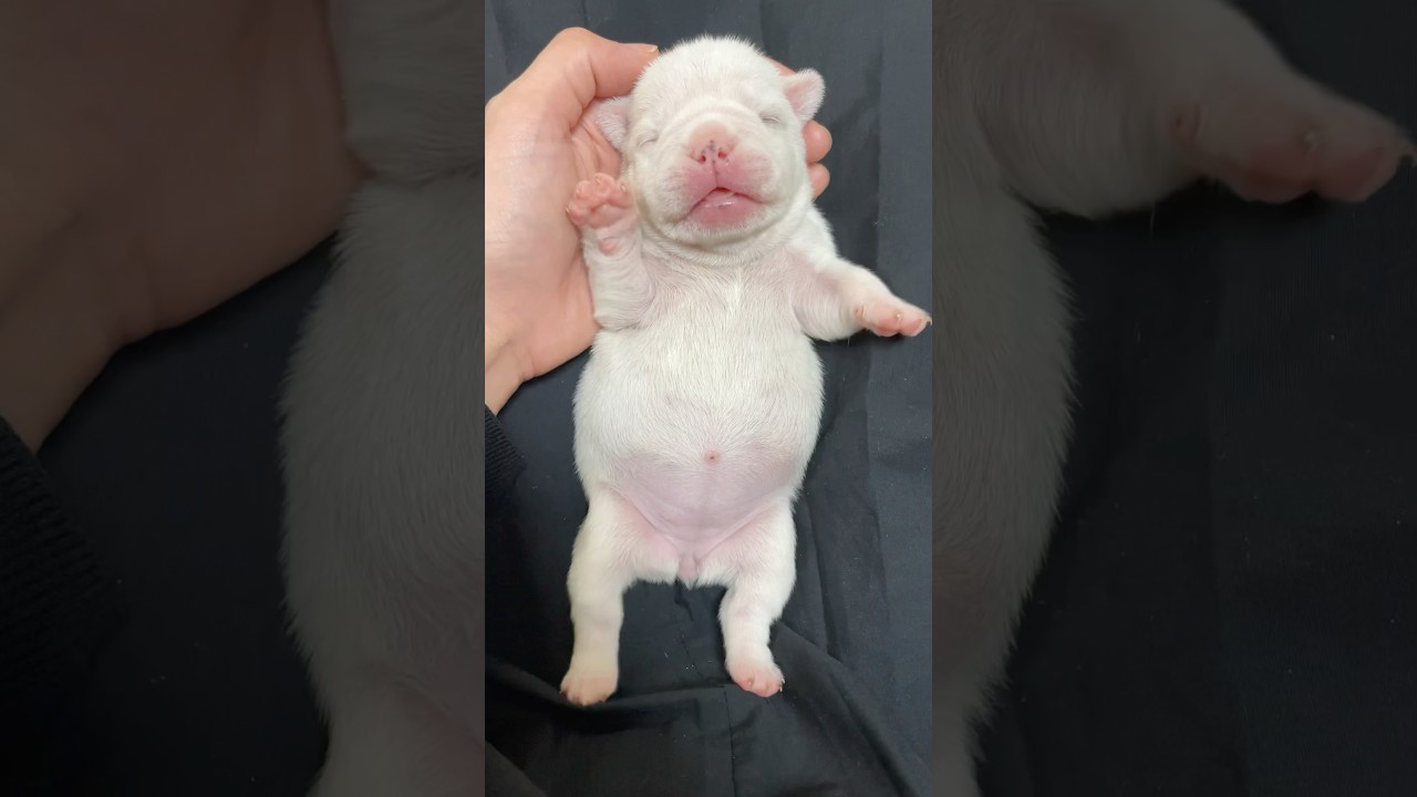 招き犬　#フレブル #フレブルパピー #frenchbulldog