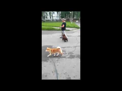 Portugiesischer Wasserhund Welpe kaufen
