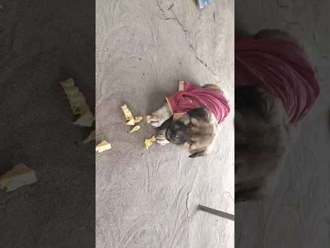 dog||dog video||#trending #short #trending #viral #Dilpesh4747