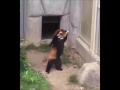 Red Panda Encounters Stone 🐼🐼🐼 Aussie Boxing Commentator Remix