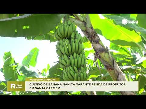 AGRICULTURA FAMILIAR: CULTIVO DE BANANA NANICA GARANTE RENDA EM SANTA CARMEM (MT)