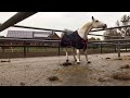 Funny Horse Dance Shakira