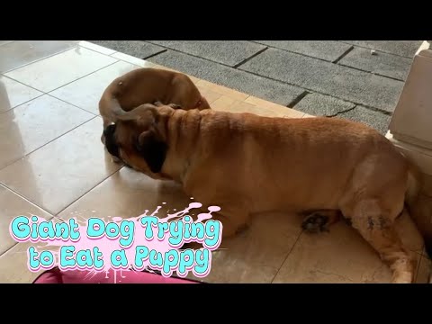 Giant Dog Wants to Eat a Puppy